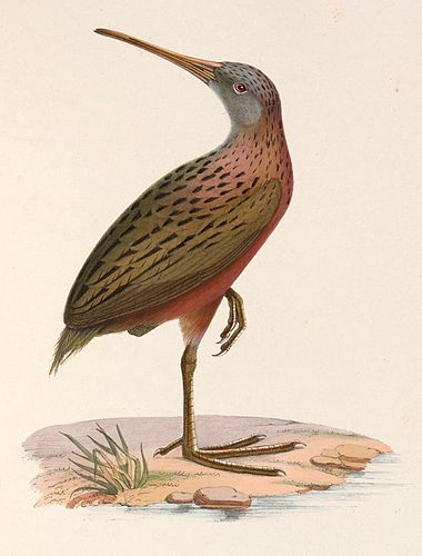 Madagascan rail